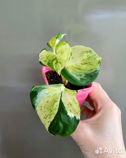 Сциндапсус Хеппи Лиф