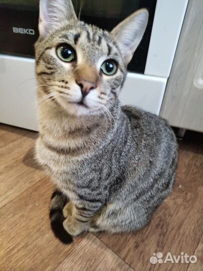 Котик- шпротик