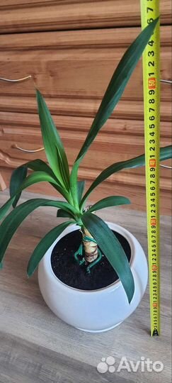 Пальма юкка