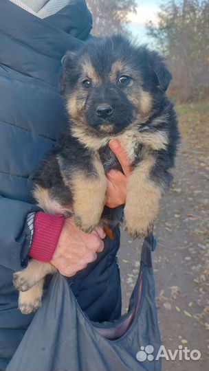 Щенки бесплатно