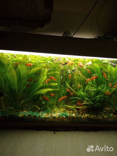 Аквариумные рыбки меченосцы