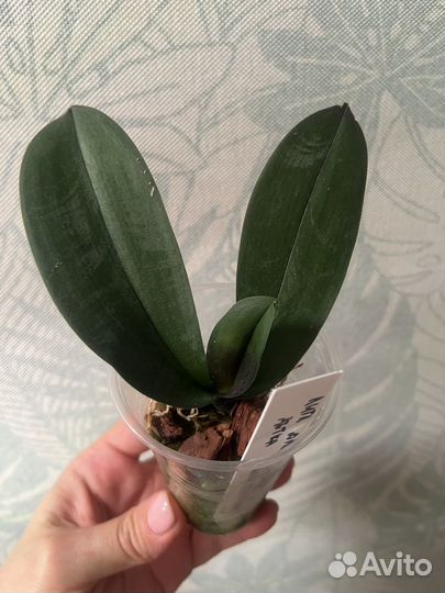 Орхидея фаленопсис Little Gem Stripes