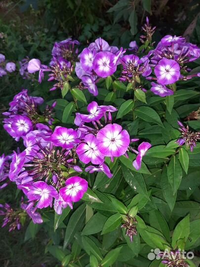 Флоксы многолетние