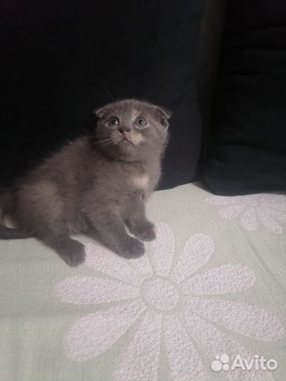 Котята в дар