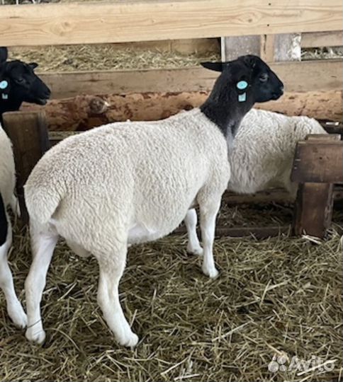 Баранчики Дорпер F4-F5 на племя
