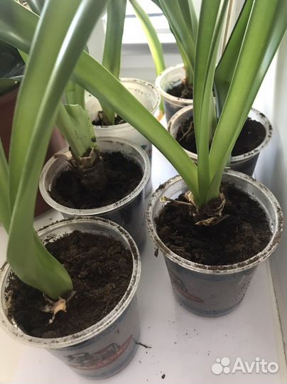 Гиппеаструм, луковицы