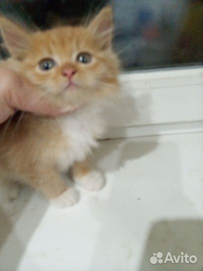 Котята бесплатно