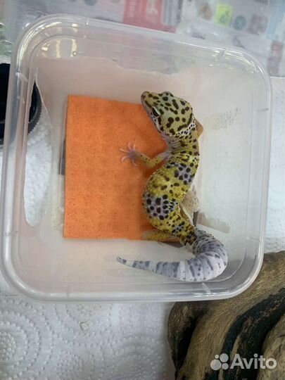 Геккон эублефар