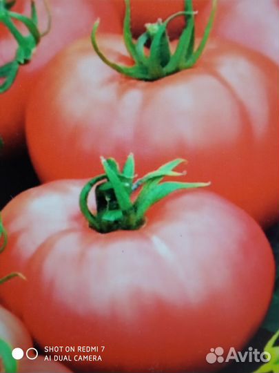 Рассада помидор (томат) баклажан базилик, цветы