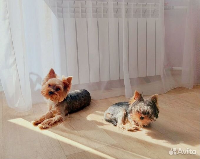 Передержка кошек и собак, выгул собак, зооняня