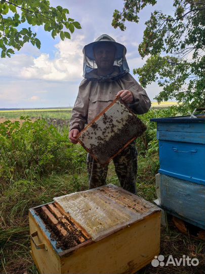 Мёд донниковый 2023г