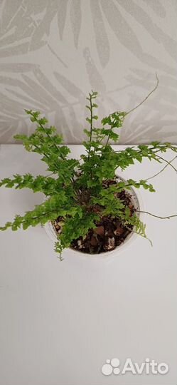 Папоротники нефролепис Мариса и Грин фэнтези