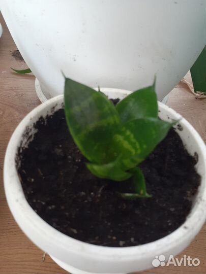 Сансевьерия