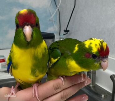 Малышня Какарики