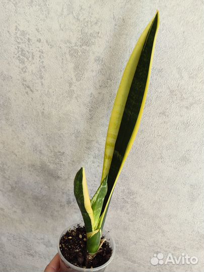 Эпипремнум Хэппи лиф, Сциндапсус сильвер энн