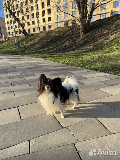 Папийон, вязка