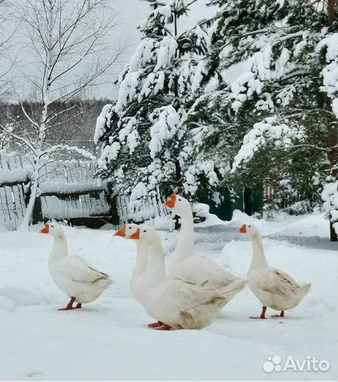 Домашний гусь