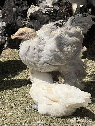 Петушки брама, фавероль, амераукана