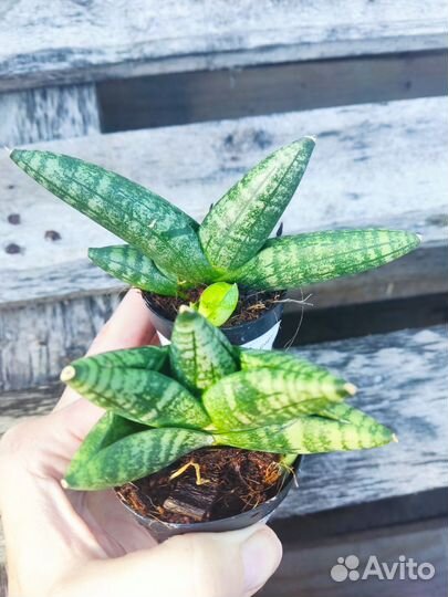 Красивые суккуленты