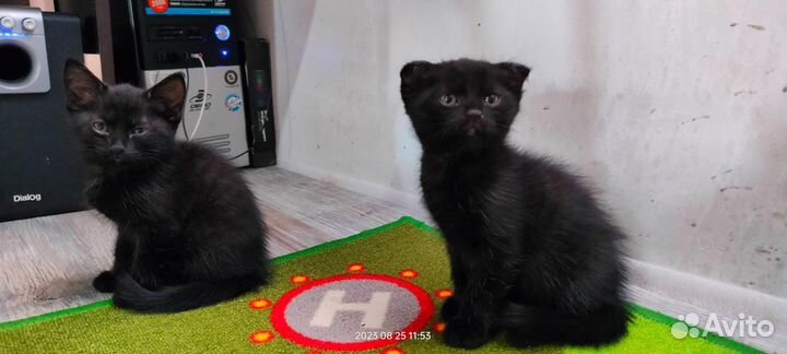 Британские котята