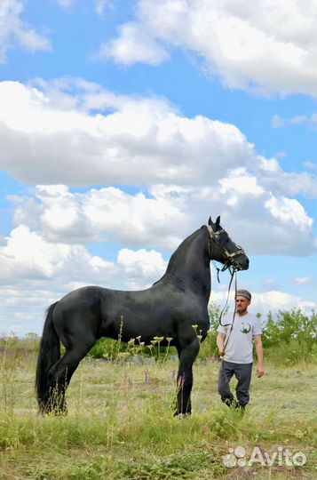 Фризский жеребец