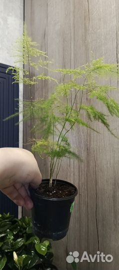 Лавр, Гардения,Аспарагус сетацеус