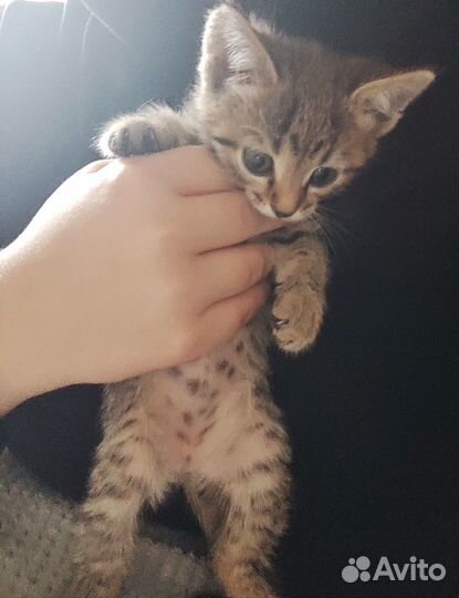 Котенок в добрые руки