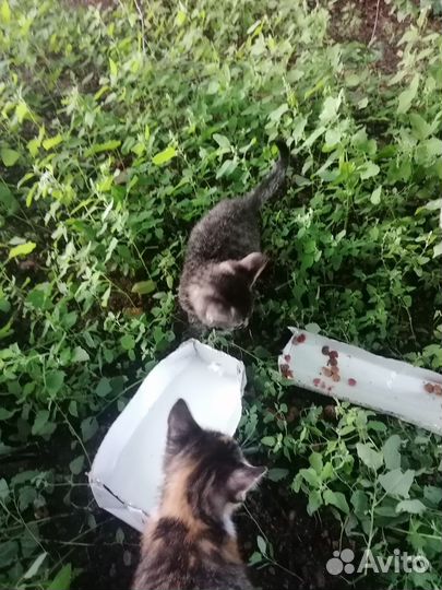 Отдам в добрые руки