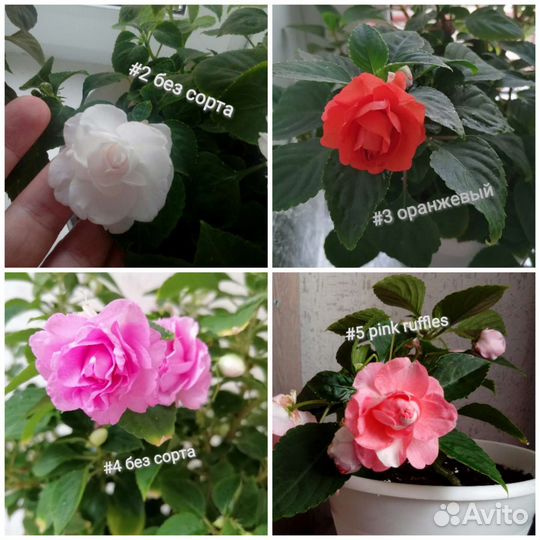 Бальзамин (ванька мокрый)