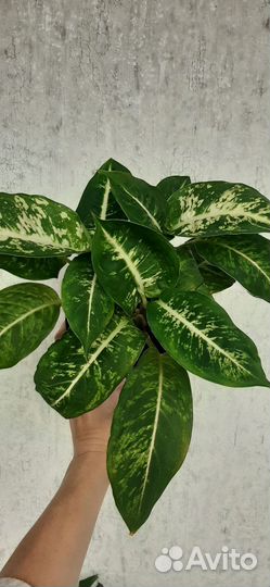 Диффенбахия