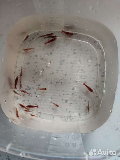 Креветки черри