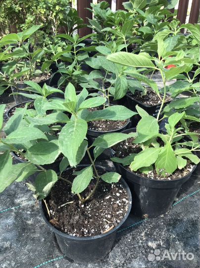 Гортензия саженцы