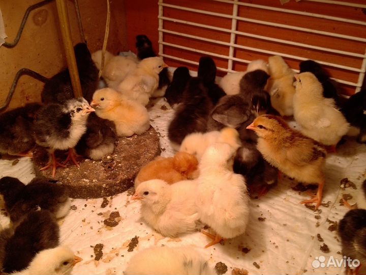 Цыплята несушки подрощенные
