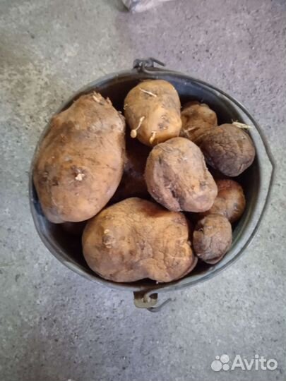 Картофель на корм