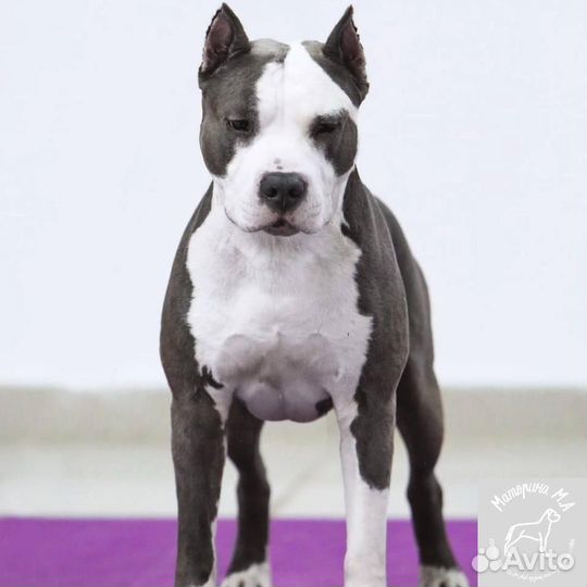 Стаффордширский терьер вязка за алиментного щенка