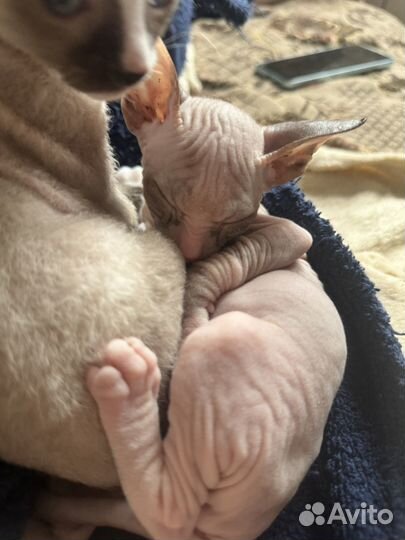 Котята сфинксы