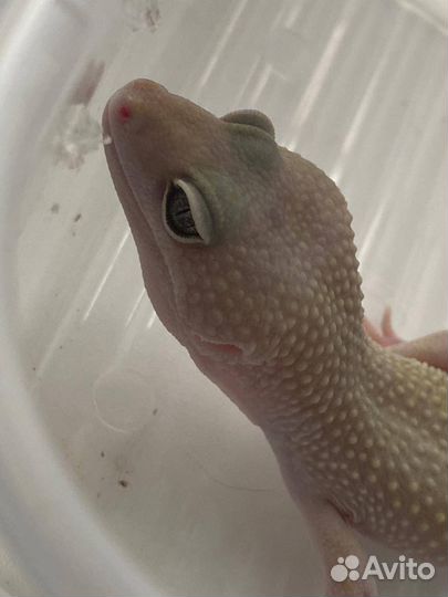 Эублефар самец