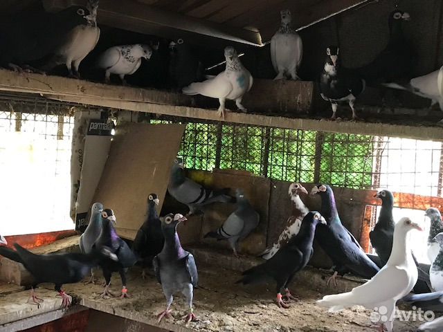 Голуби спортивные