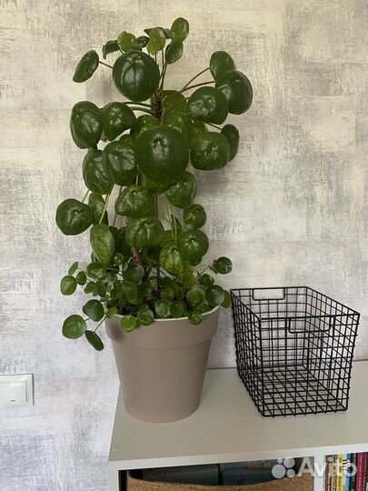 Банан,Кофе Арабика,Лимон,Пилея пиперомиевидная