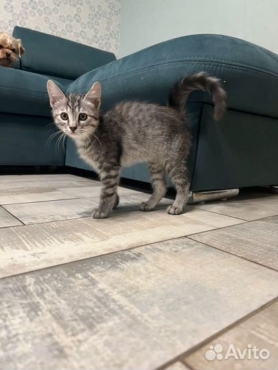 Кошка котенок