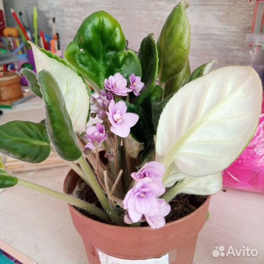 Домашние цветы