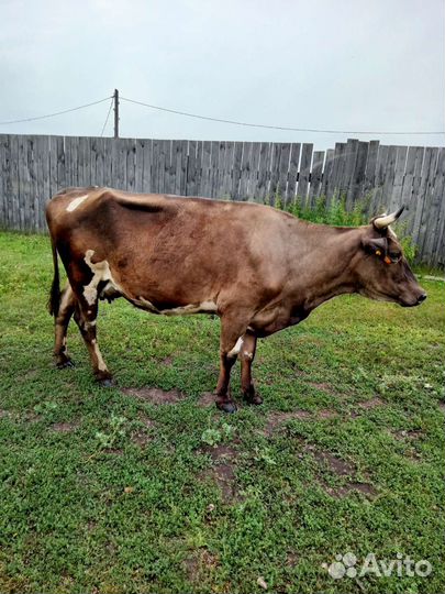 Корова дойная