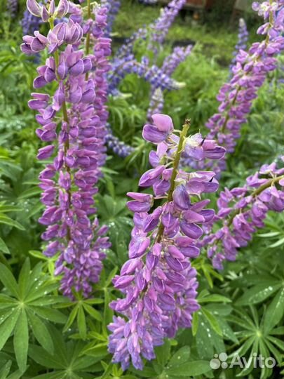Цветы для сада (Люпин)