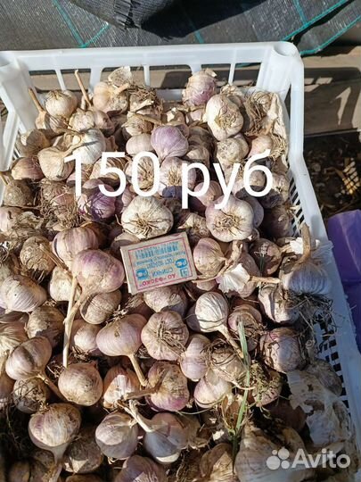 Чеснок озимый