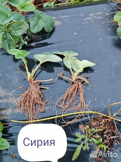 Рассада клубники Азия