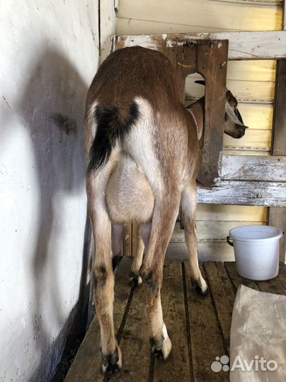 Дойные нубийские козы