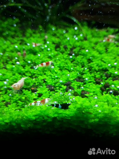 Аквариумные креветки кристалл