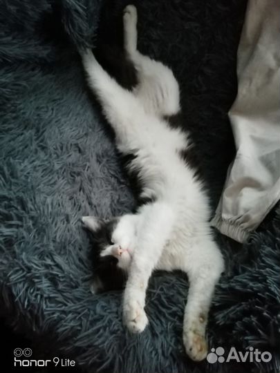 Кошка ищет дом