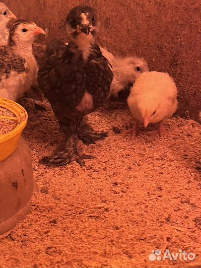 Цыплята