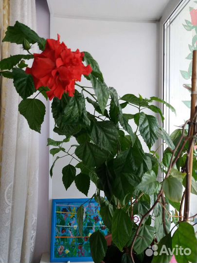 Гибискус китайская роза